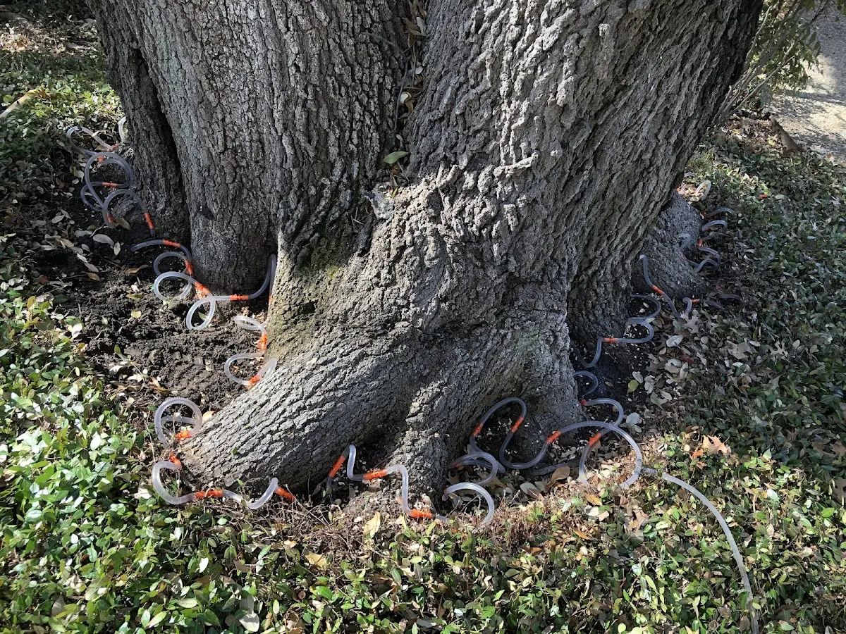 Detailed Tree Cabling and Bracing job site in Castle Creek
