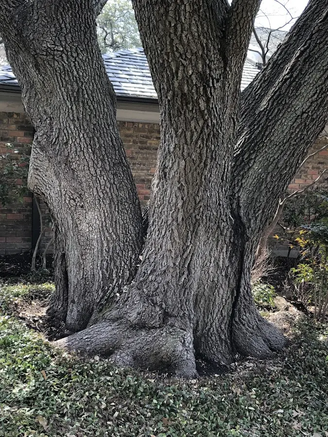 Mature heritage tree close to a Castle Creek property cared for by certified arborists